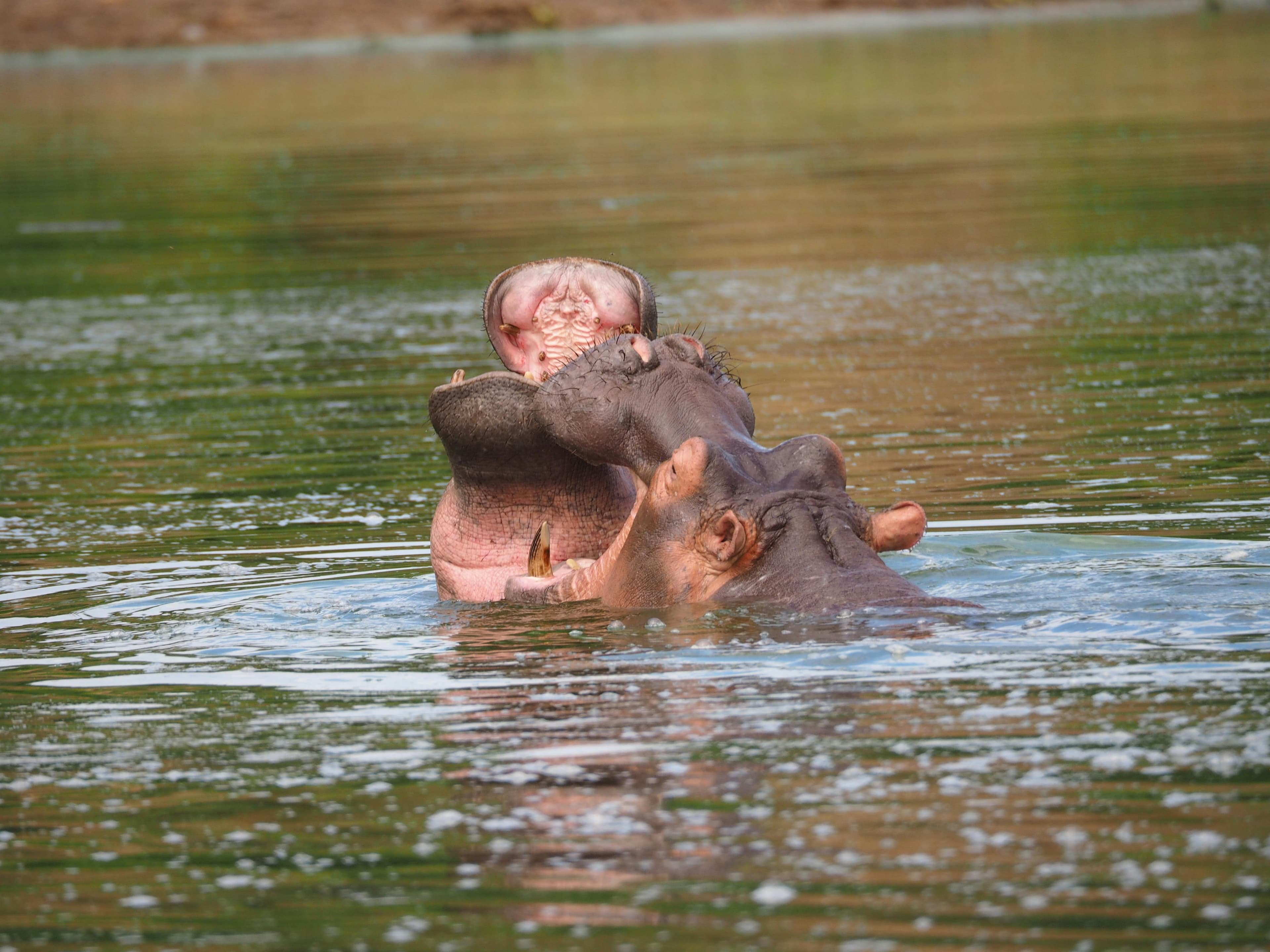 Discover Authentic Africa with Local Guides