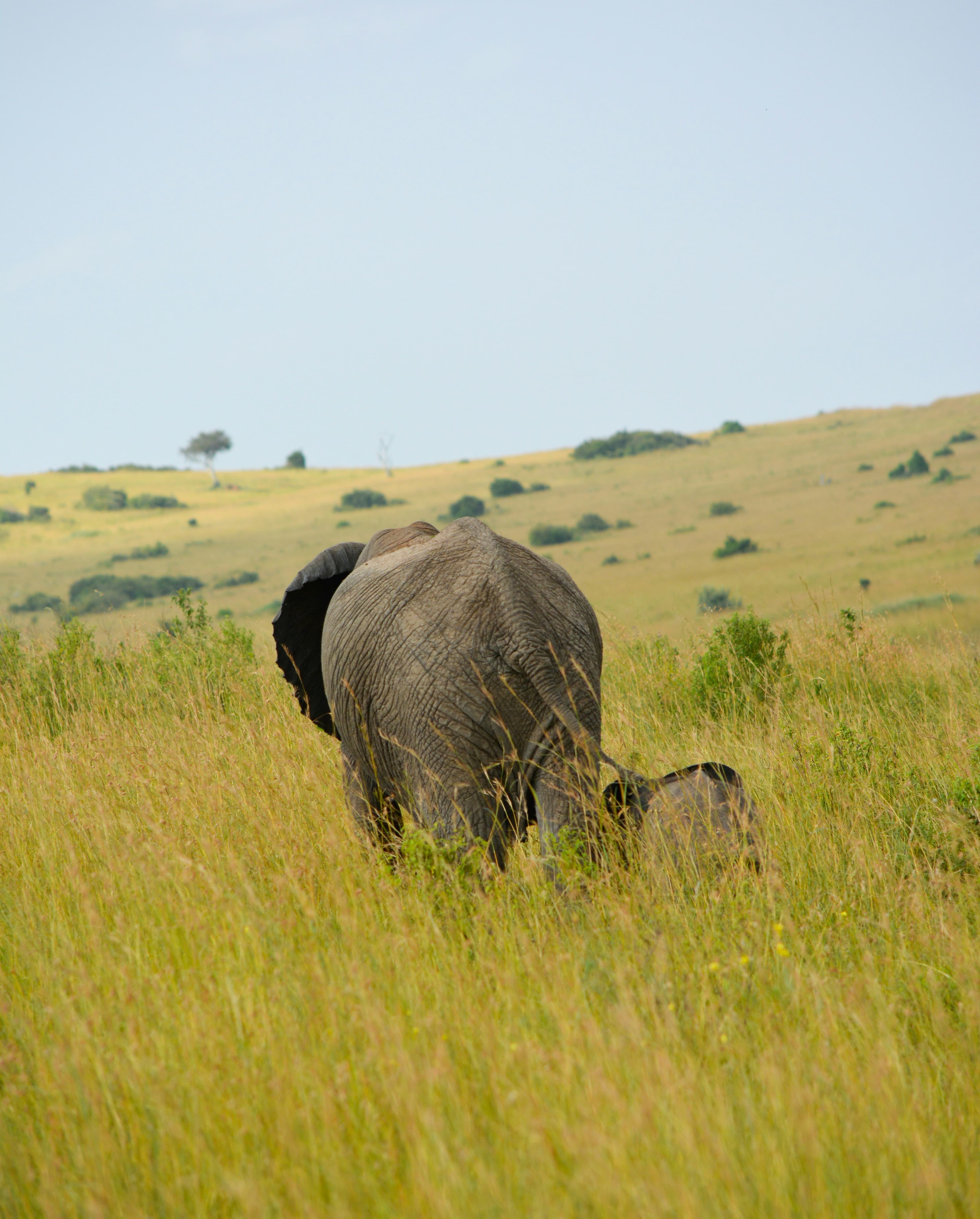 Tarangire & Wildlife Safari